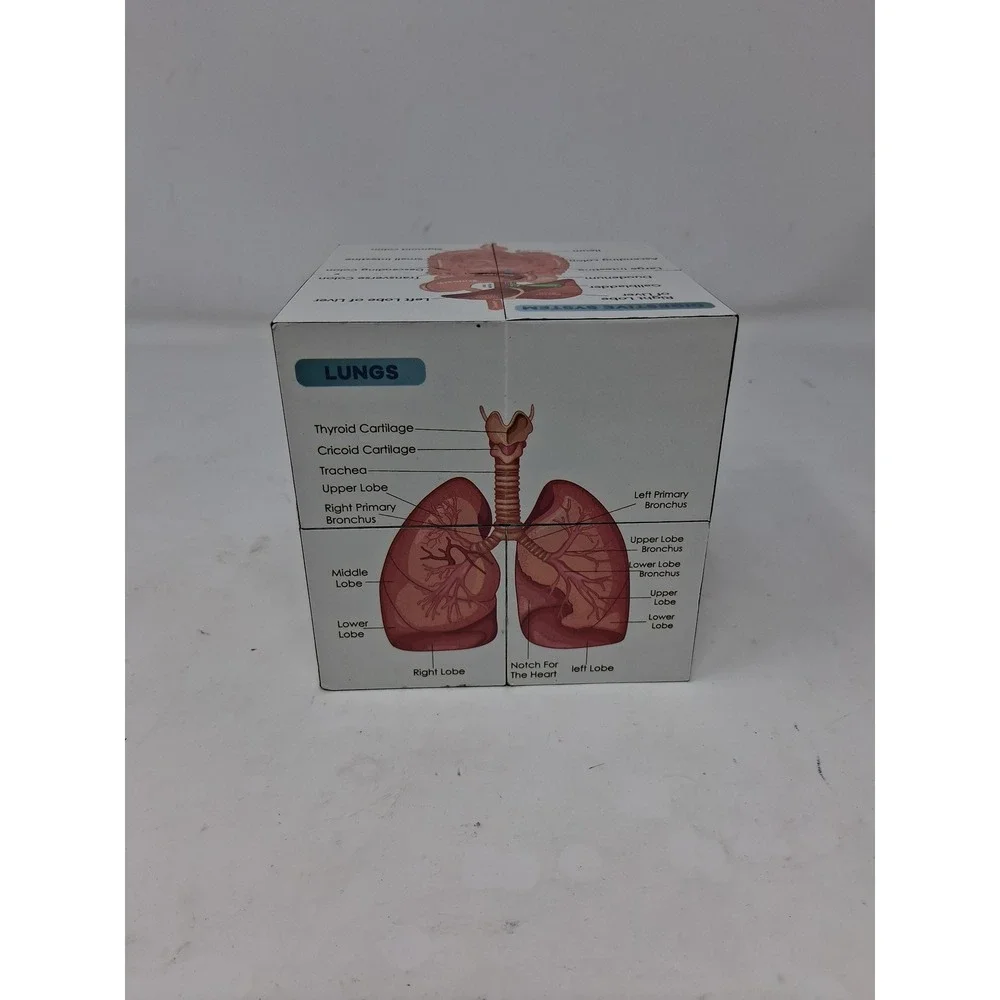 Human Anatomy Educational foldn Cube Medical Science Study Aid Reference Tool. Z